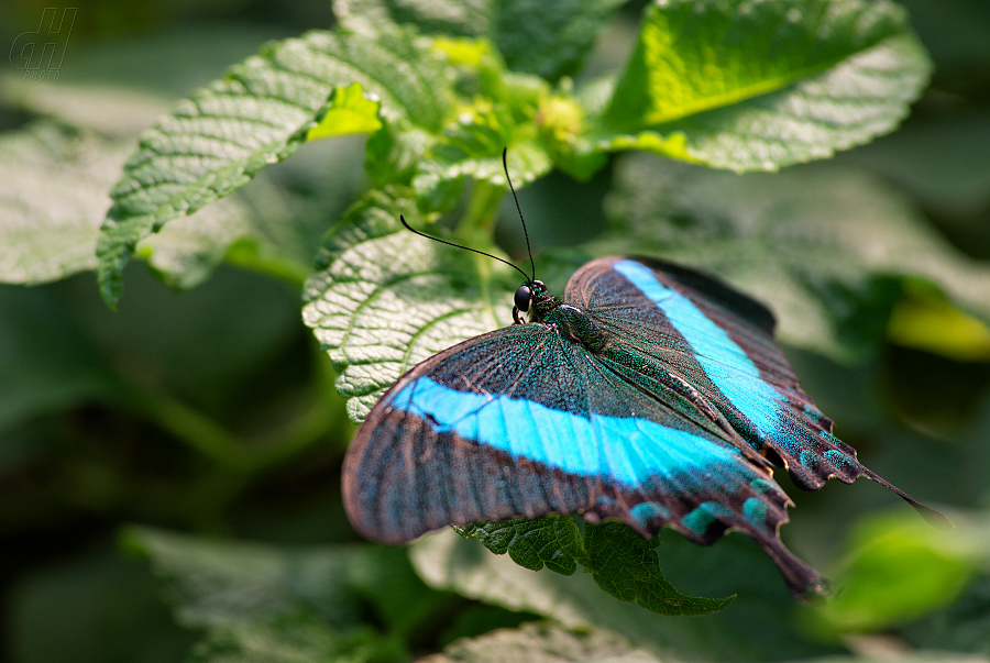 Papilio palinurus