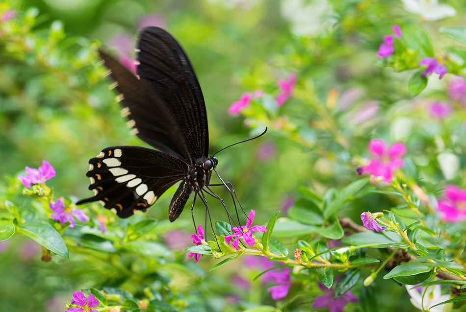 Papilio polytes