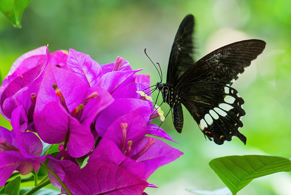 Papilio polytes