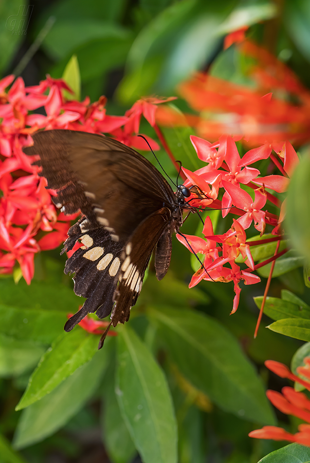 Papilio polytes