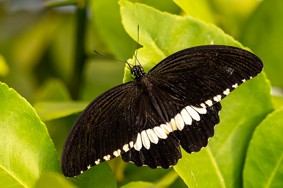 Papilio polytes