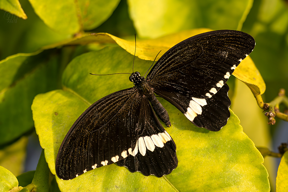 Papilio polytes