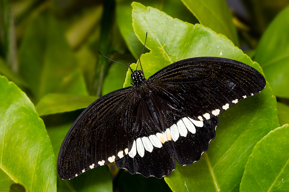 Papilio polytes