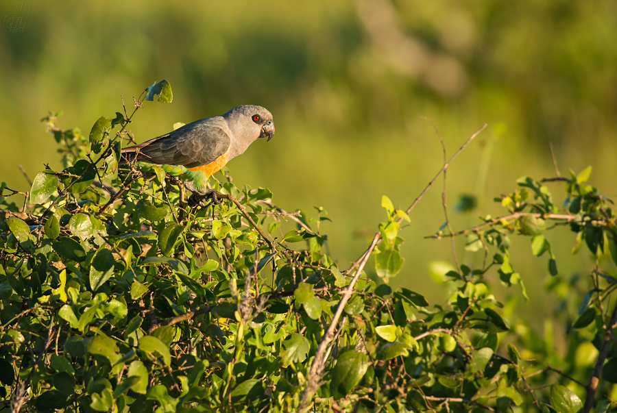 papoušek červenobřichý - Poicephalus rufiventris