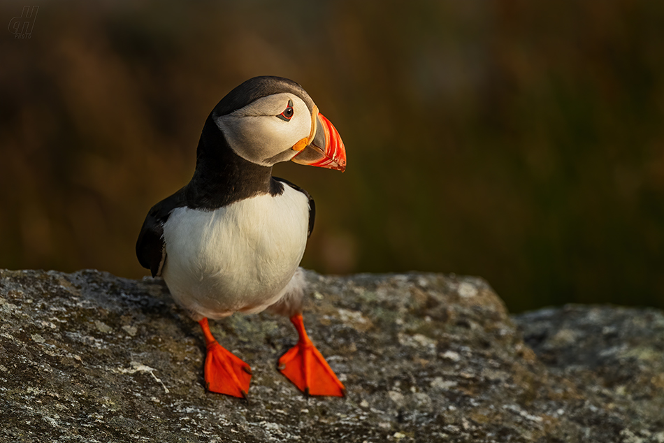 papuchalk severní - Fratercula arctica