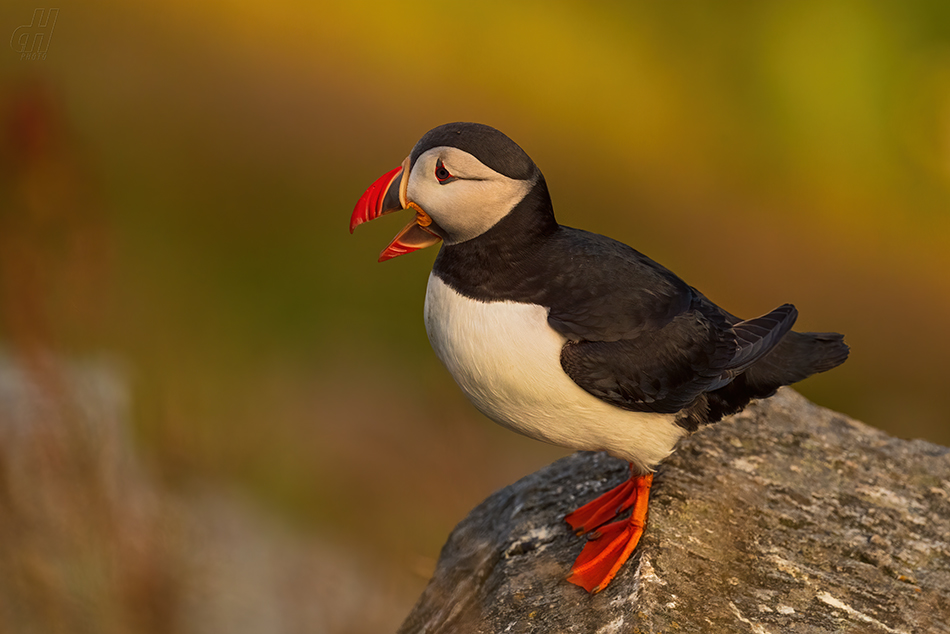 papuchalk severní - Fratercula arctica