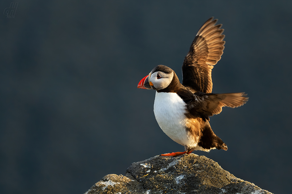 papuchalk severní - Fratercula arctica