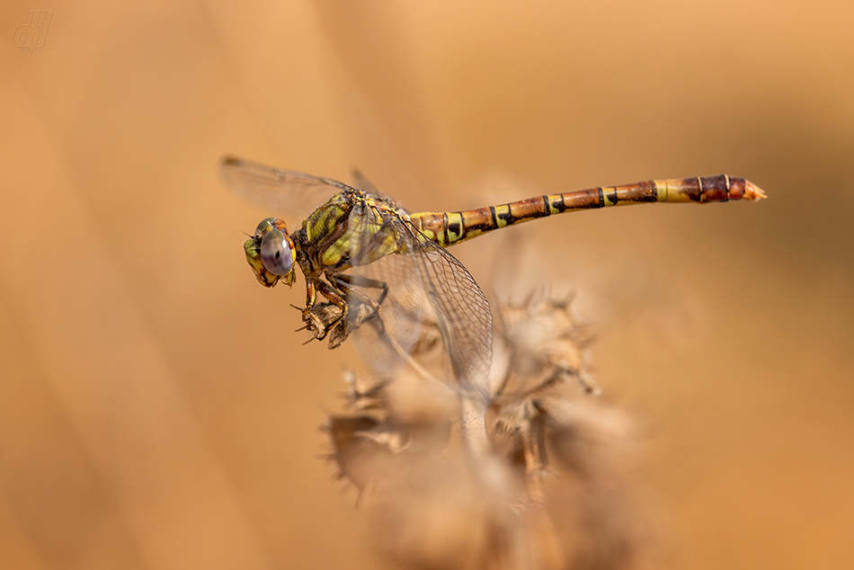 Paragomphus madegassus