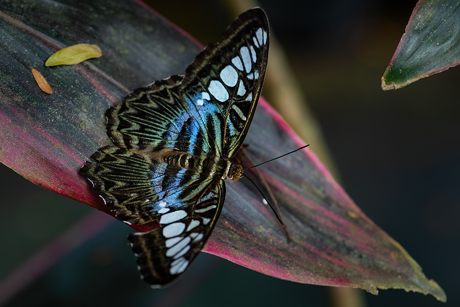 Parthenos sylvia