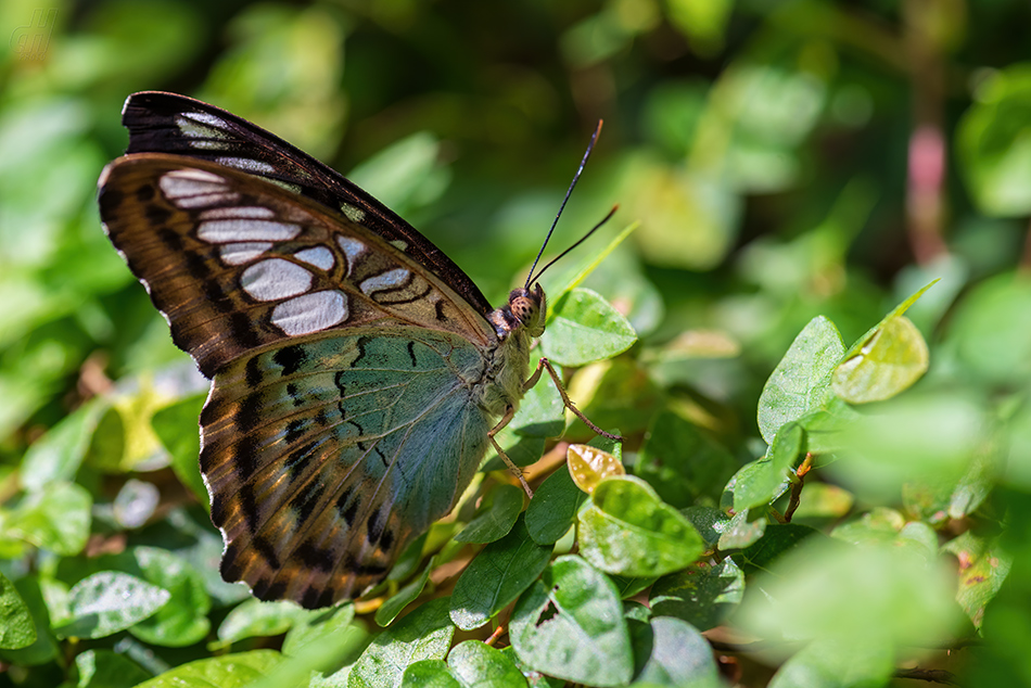 Parthenos sylvia