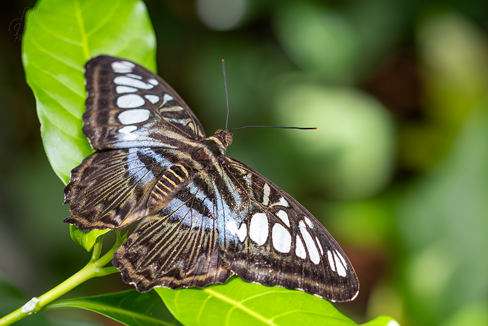 Parthenos sylvia