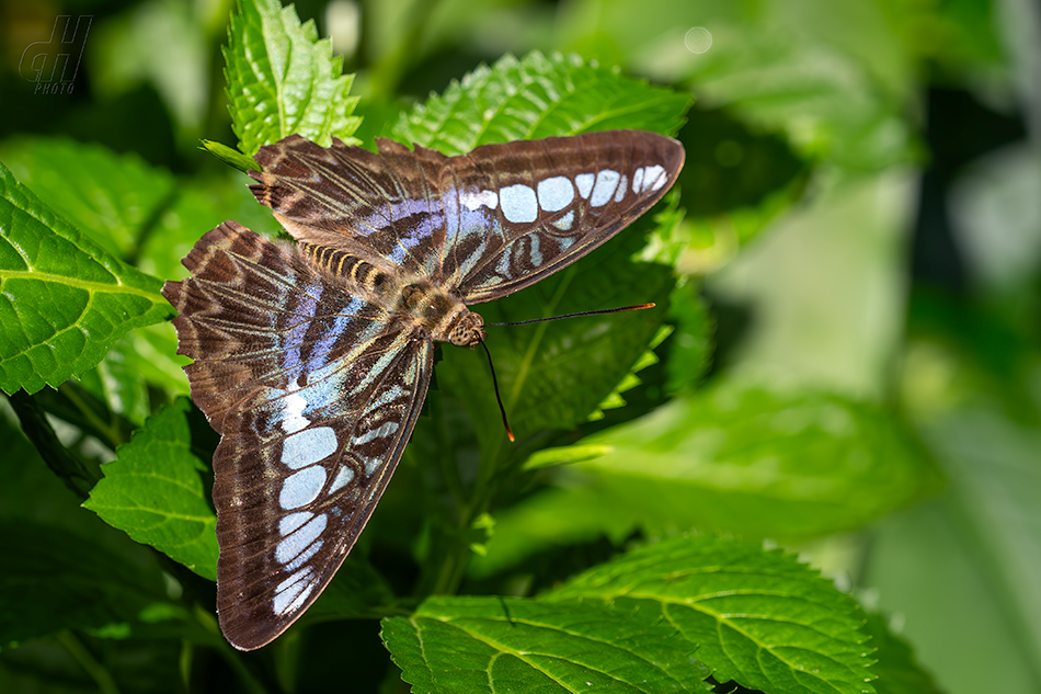 Parthenos sylvia