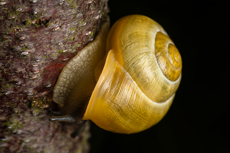 páskovka keřová - Cepaea hortensis