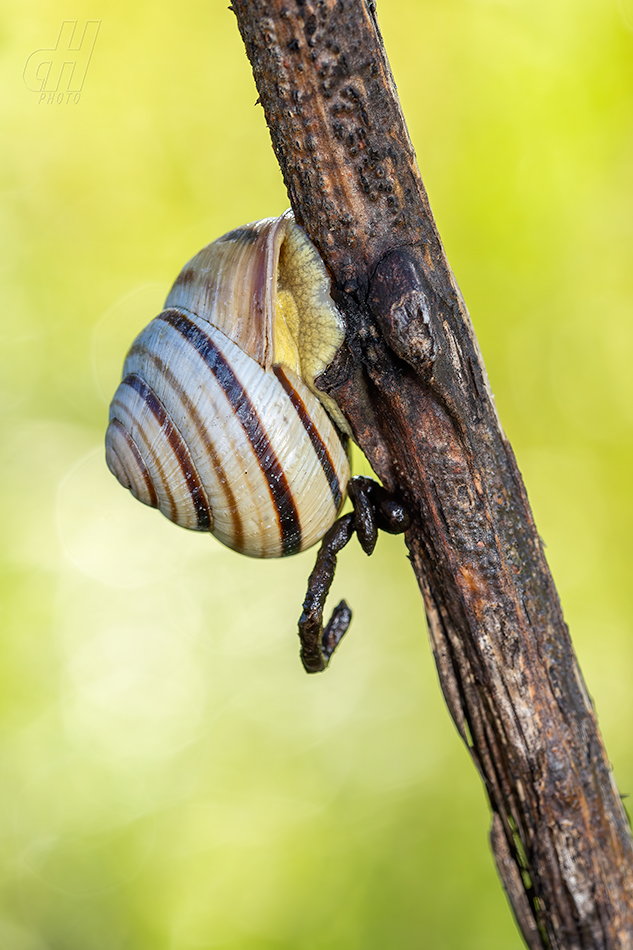 páskovka žíhaná - Caucasotachea vindobonensis