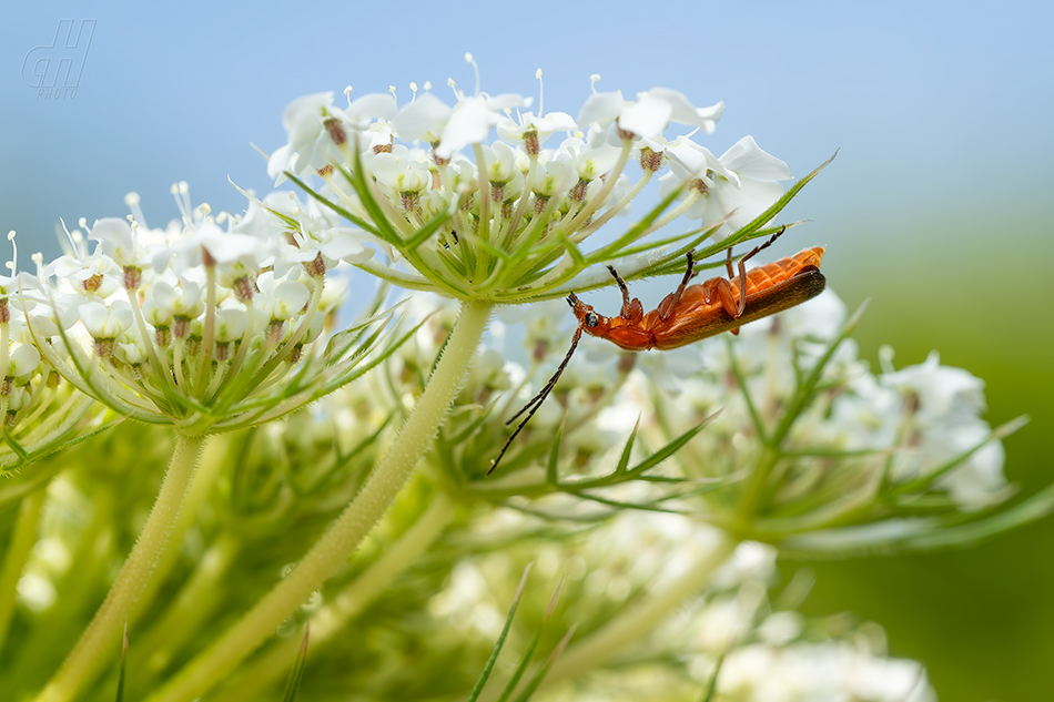 páteříček žlutý - Rhagonycha fulva