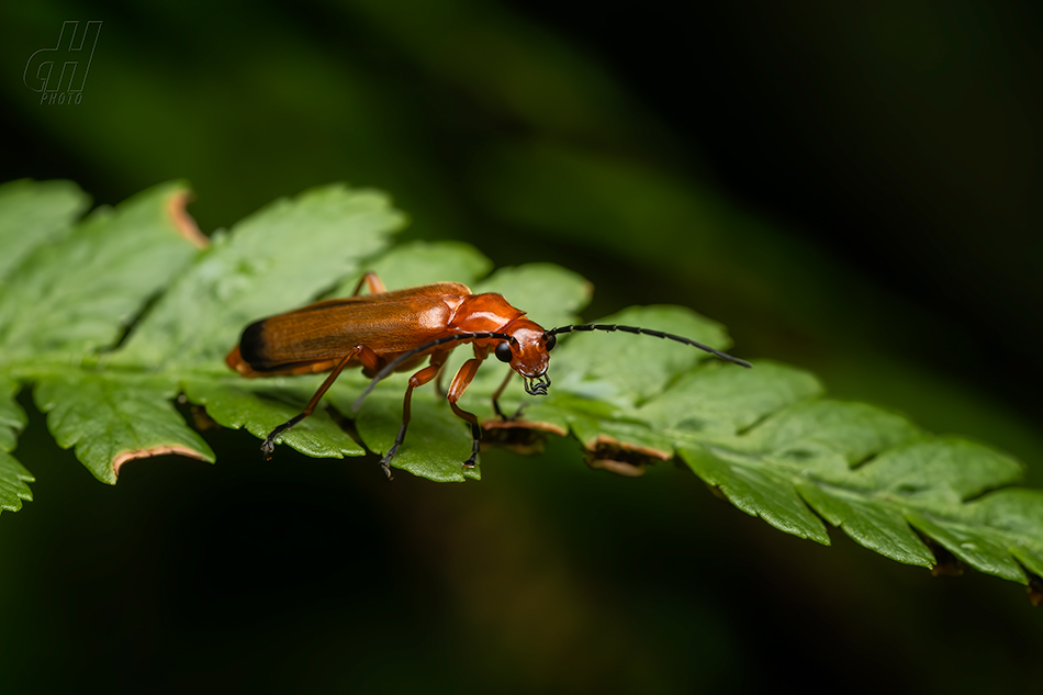 páteříček žlutý - Rhagonycha fulva