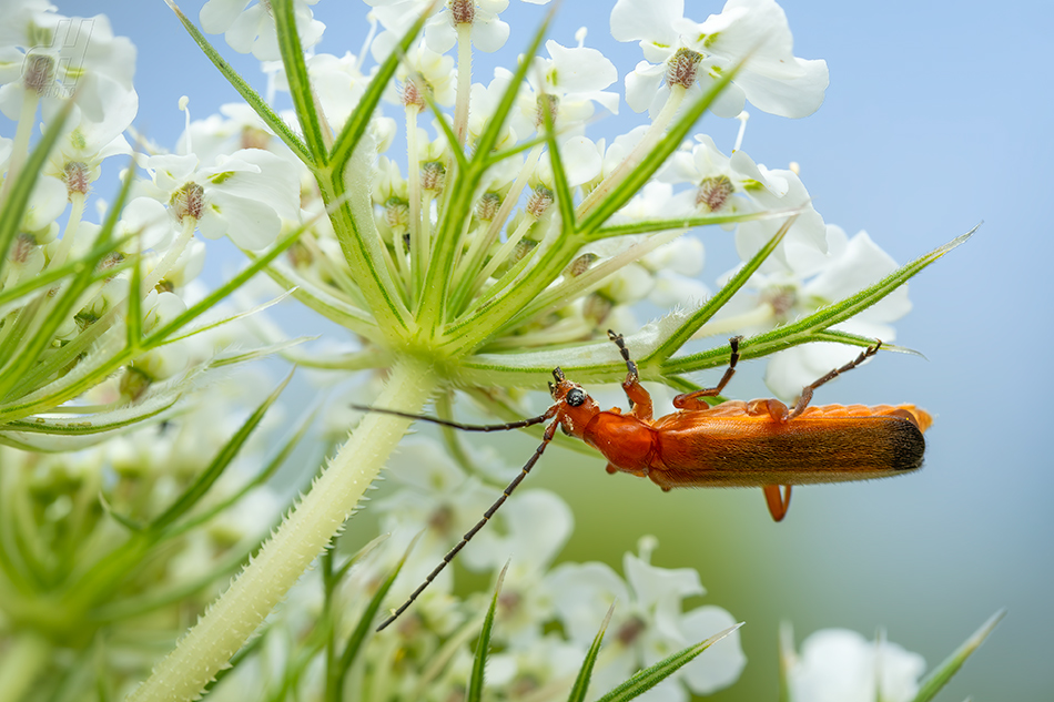 páteříček žlutý - Rhagonycha fulva