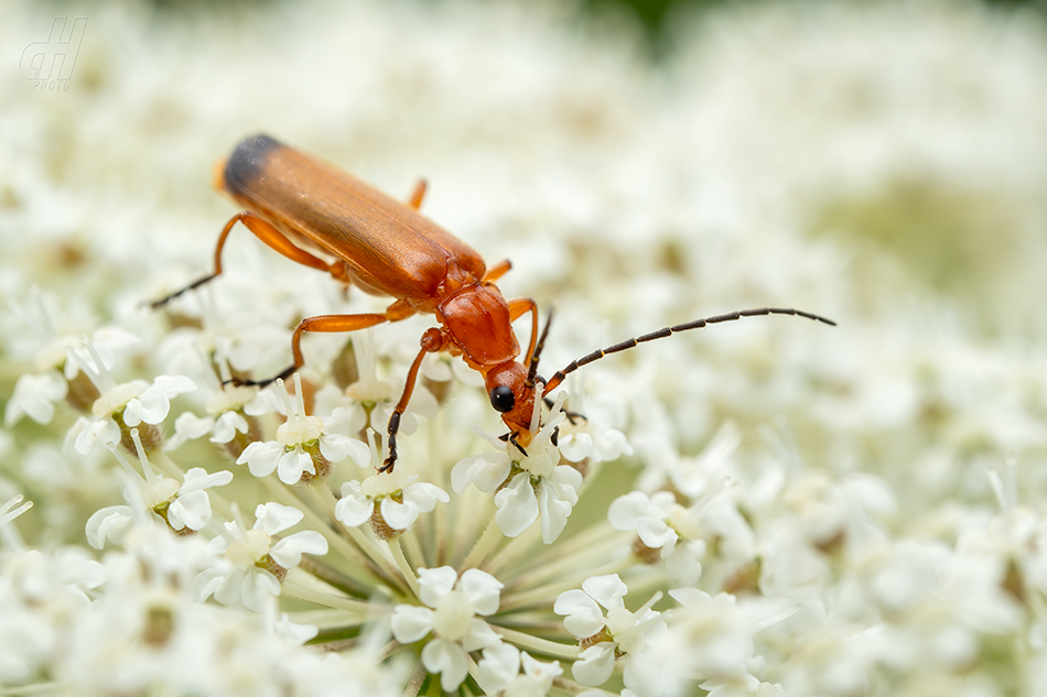 páteříček žlutý - Rhagonycha fulva