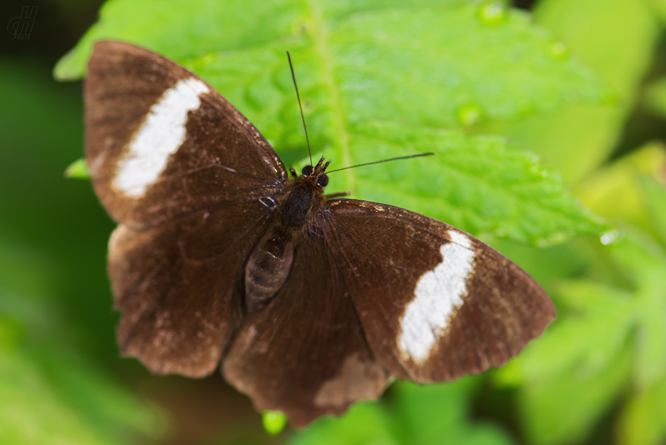 Pedaliodes peucestas