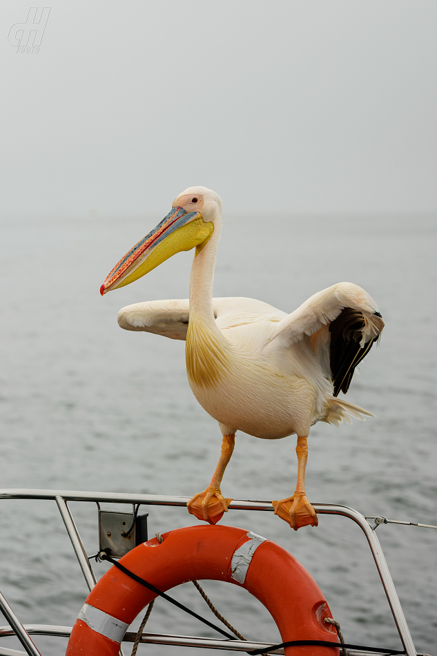 pelikán bílý - Pelecanus onocrotalus