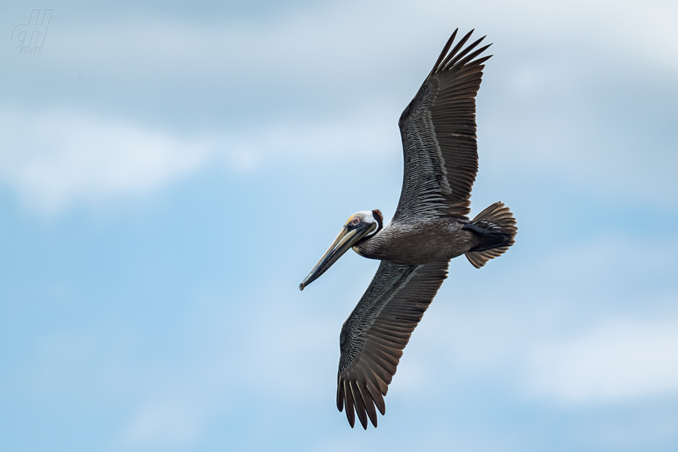 pelikán hnědý - Pelecanus occidentalis