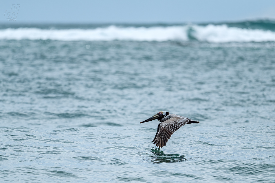 pelikán hnědý - Pelecanus occidentalis