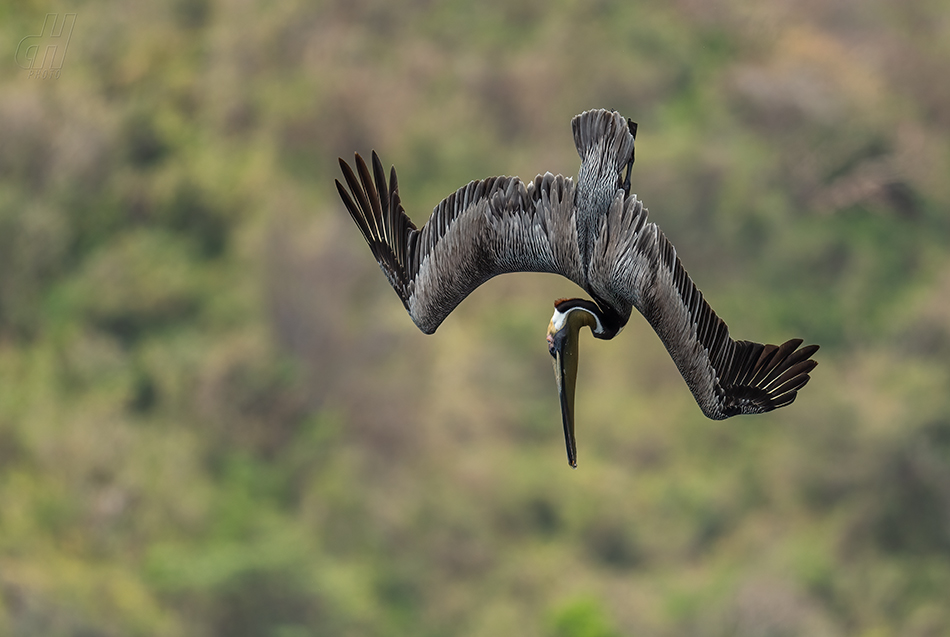 pelikán hnědý - Pelecanus occidentalis