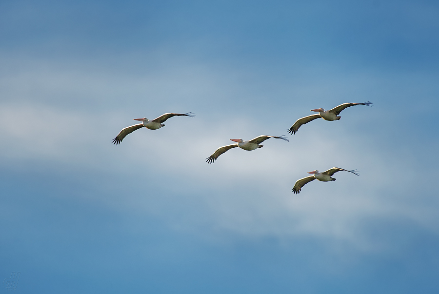 pelikán skvrnozobý - Pelecanus philippensis