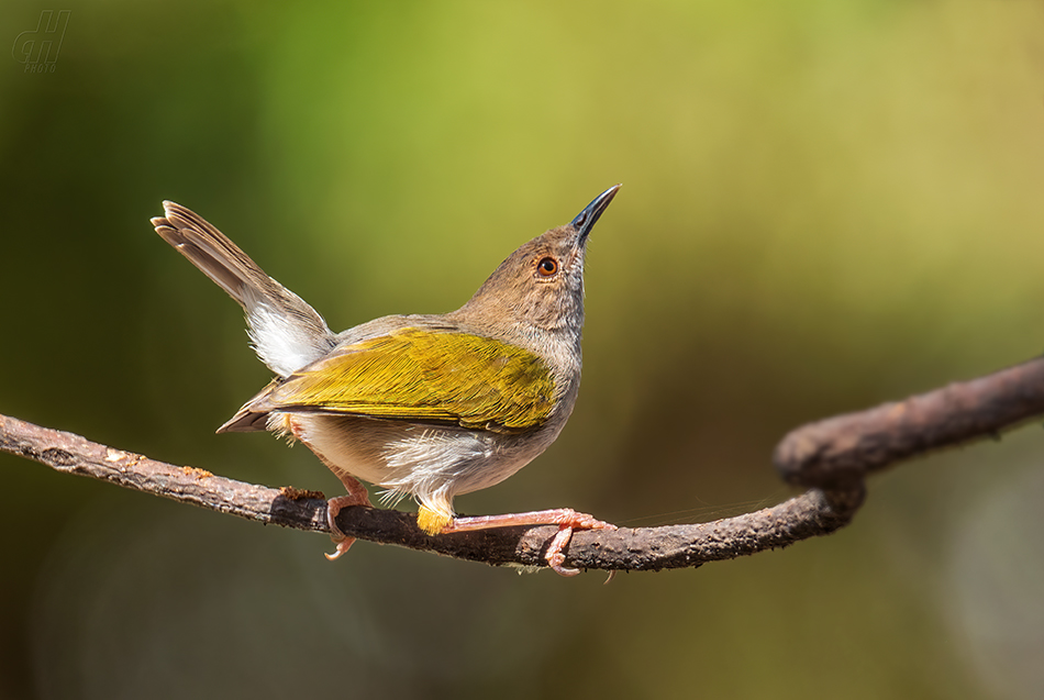 pěnicovec krátkoocasý - Camaroptera brachyura