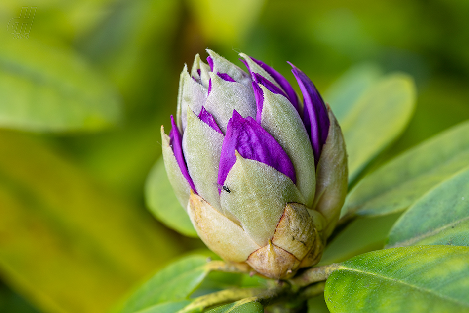 pěnišník černomořský - Rhododendron ponticum