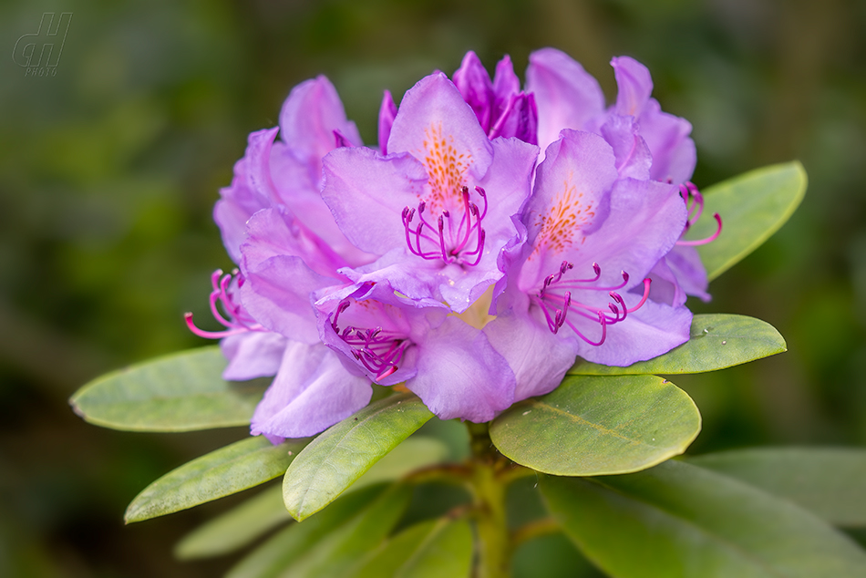 pěnišník černomořský - Rhododendron ponticum