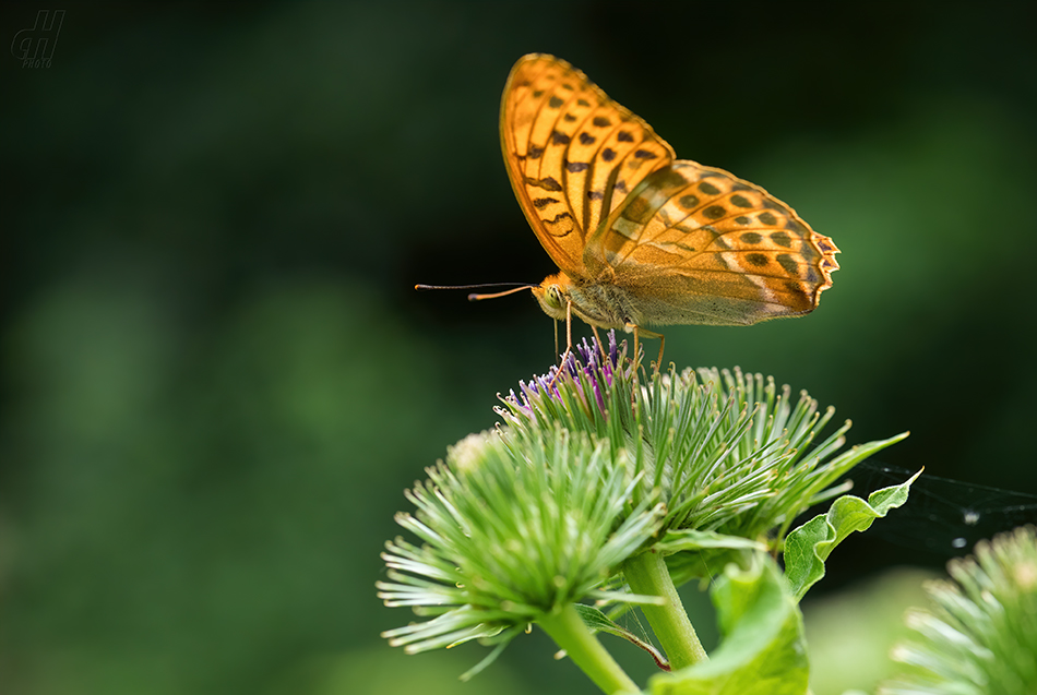 perleťovec stříbropásek - Argynnis paphia