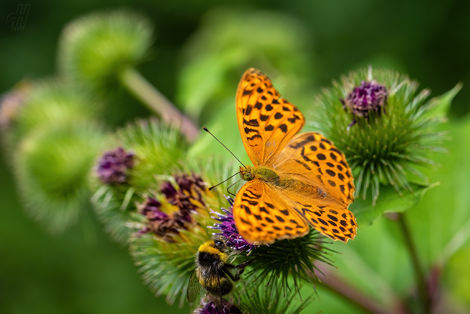 perleťovec stříbropásek - Argynnis paphia