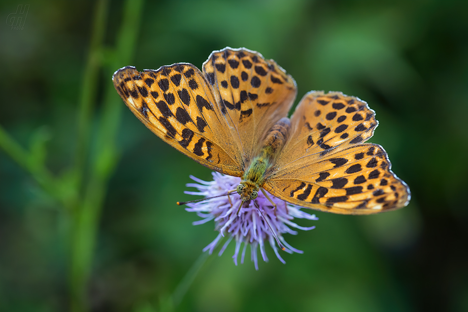 perleťovec stříbropásek - Argynnis paphia