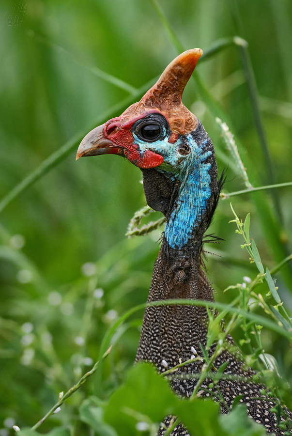 perlička kropenatá - Numida meleagris