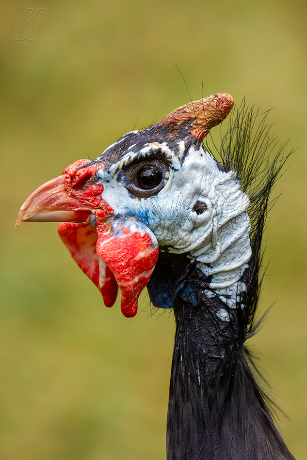 perlička kropenatá - Numida meleagris