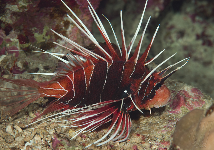 perutýn paprsčitý - Pterois radiata