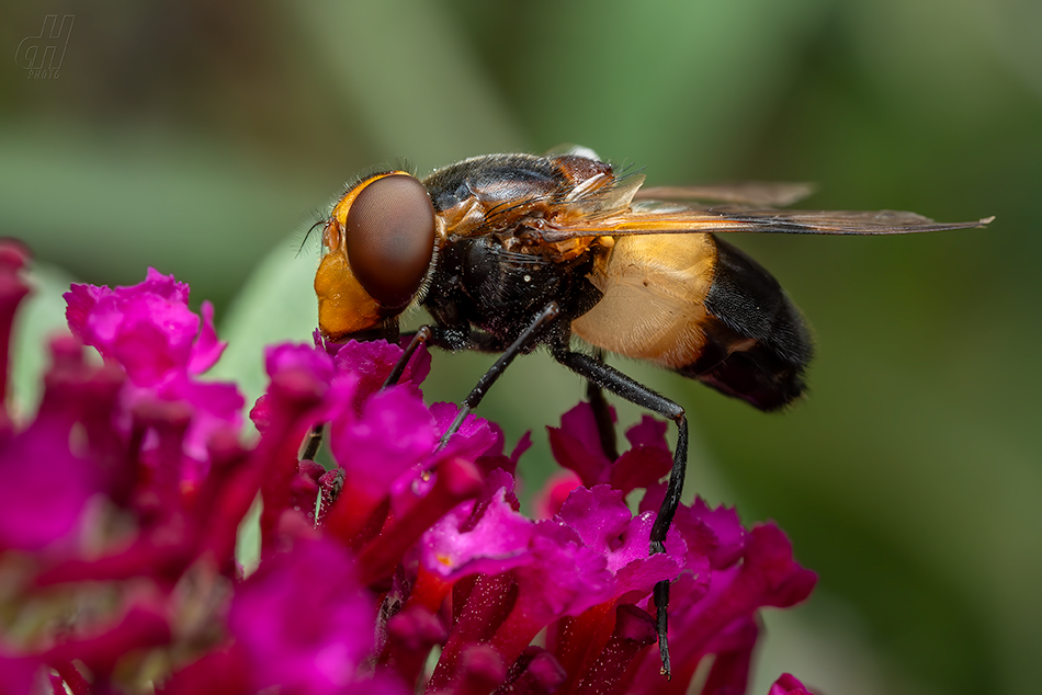 pestřenka prosvítavá - Volucella pellucens