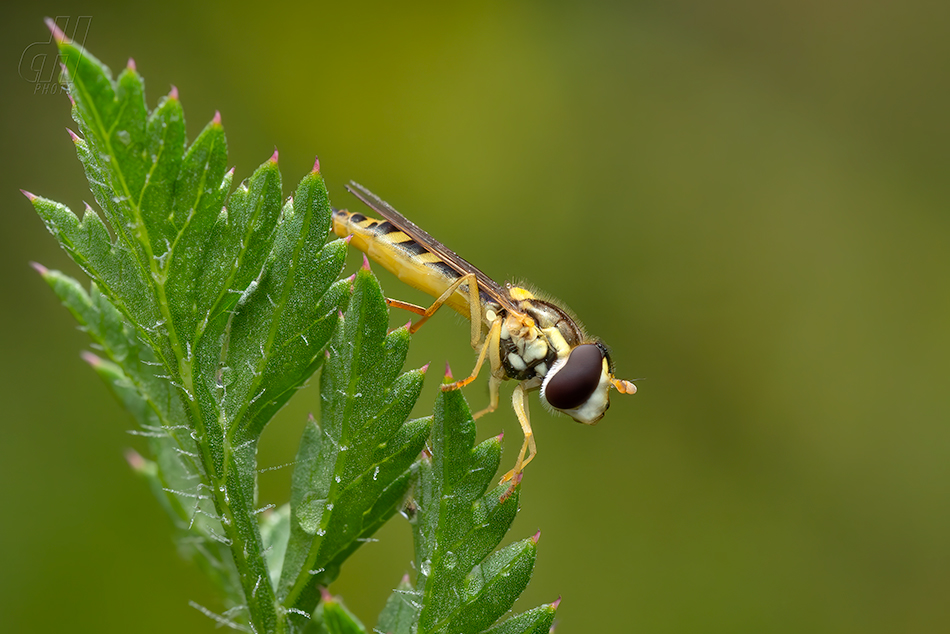 pestřenka psaná - Sphaerophoria scripta