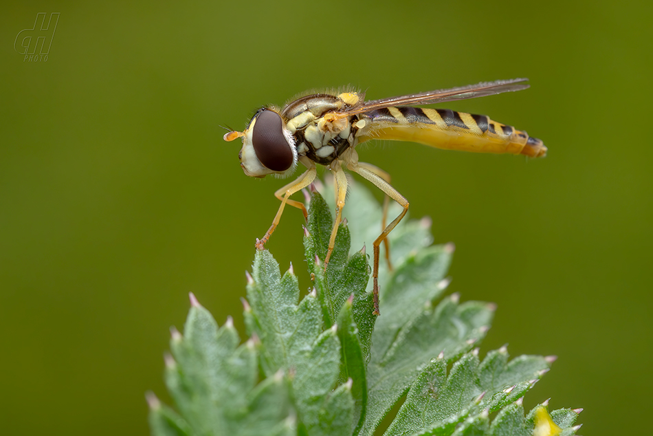 pestřenka psaná - Sphaerophoria scripta