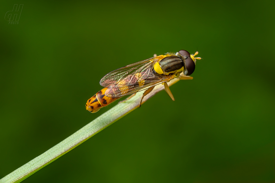 pestřenka psaná - Sphaerophoria scripta