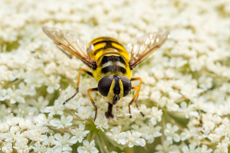 pestřenka smrtihlavka - Myathropa florea