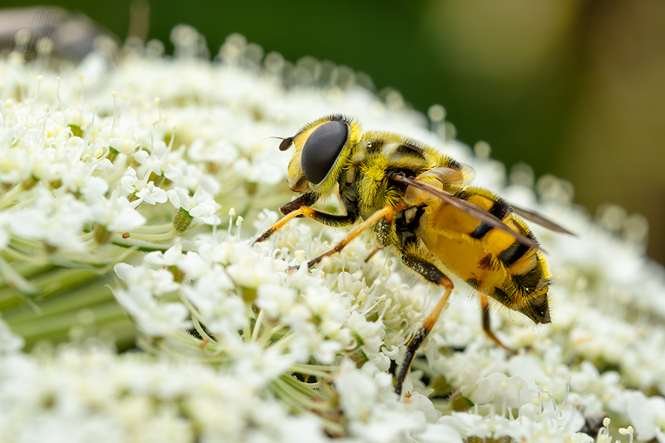 pestřenka smrtihlavka - Myathropa florea