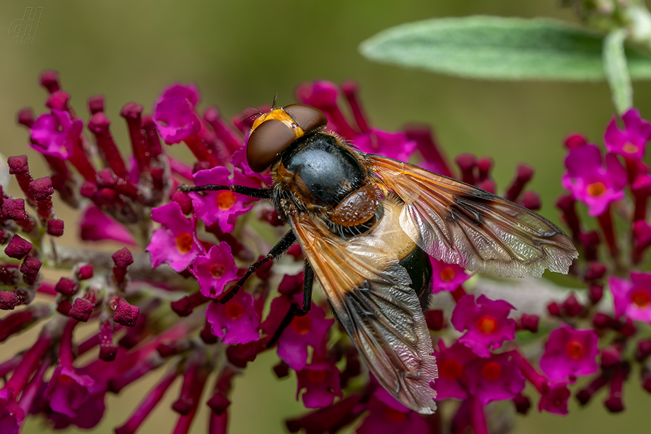 pestřenka smrtihlavka - Myathropa florea