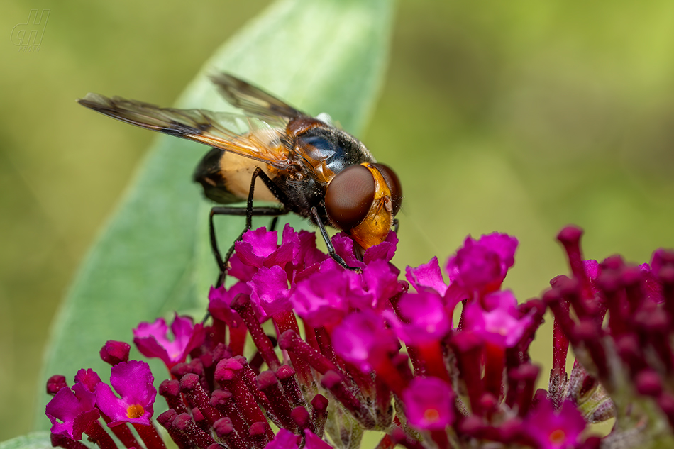 pestřenka smrtihlavka - Myathropa florea