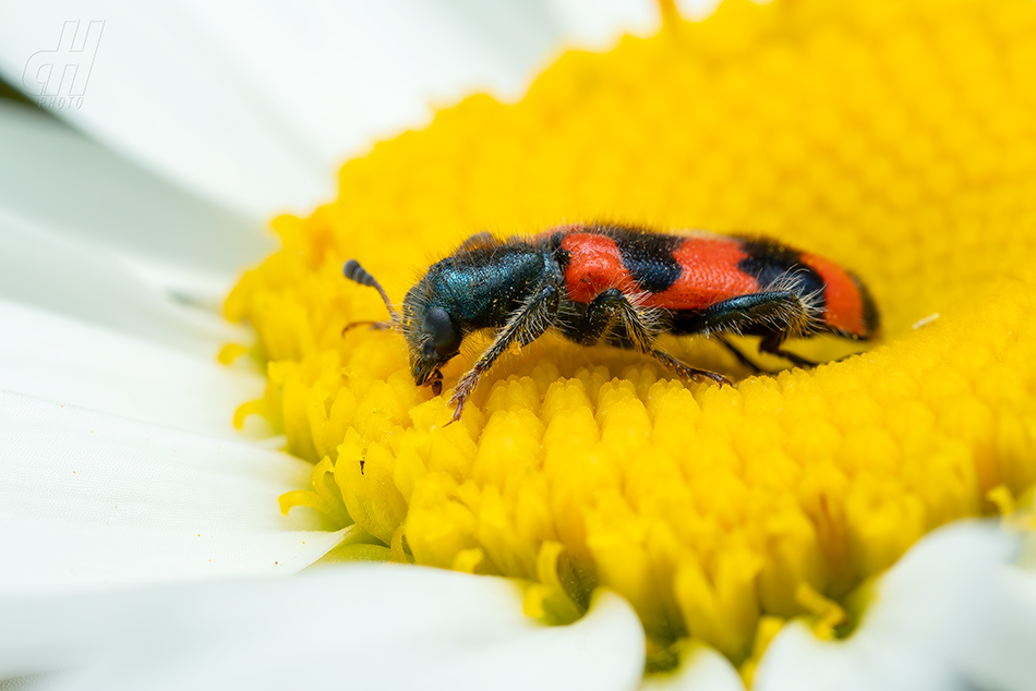 pestrokrovečník včelový - Trichodes apiarius