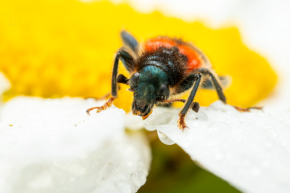 pestrokrovečník včelový - Trichodes apiarius