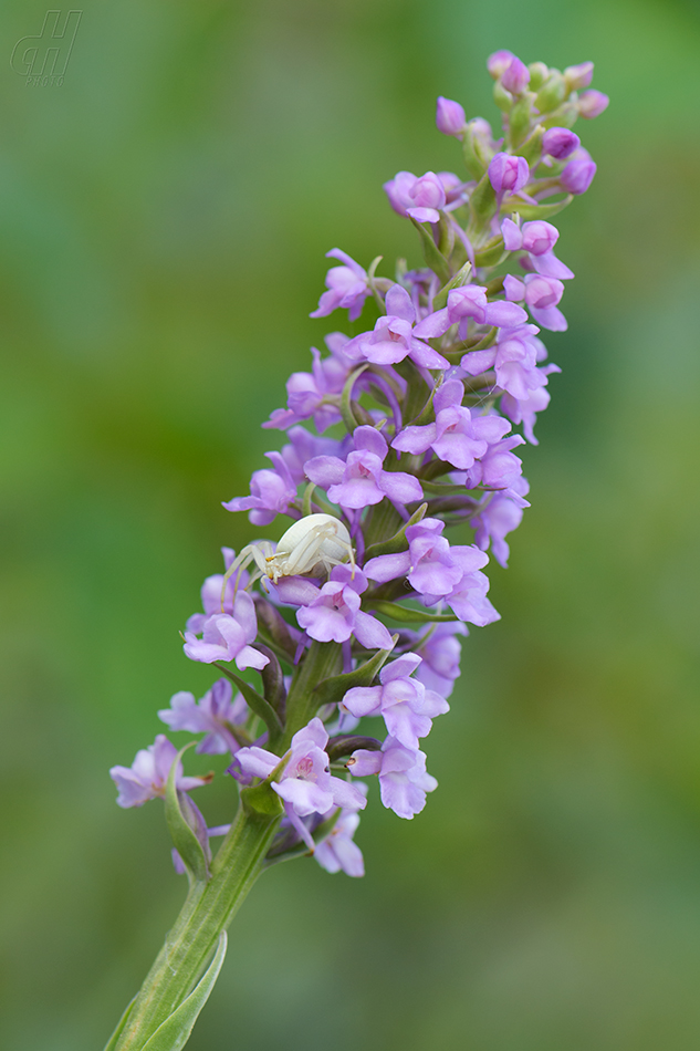 pětiprstka hustokvětá - Gymnadenia densiflora