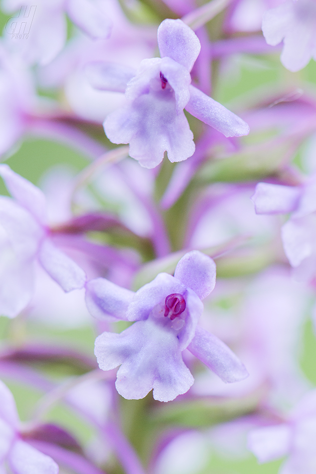 pětiprstka hustokvětá - Gymnadenia densiflora