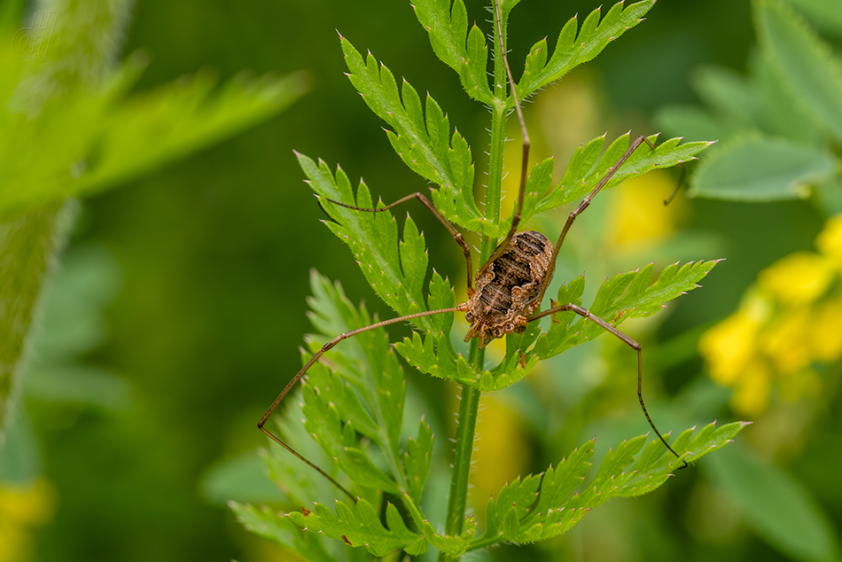 Phalangium opilio